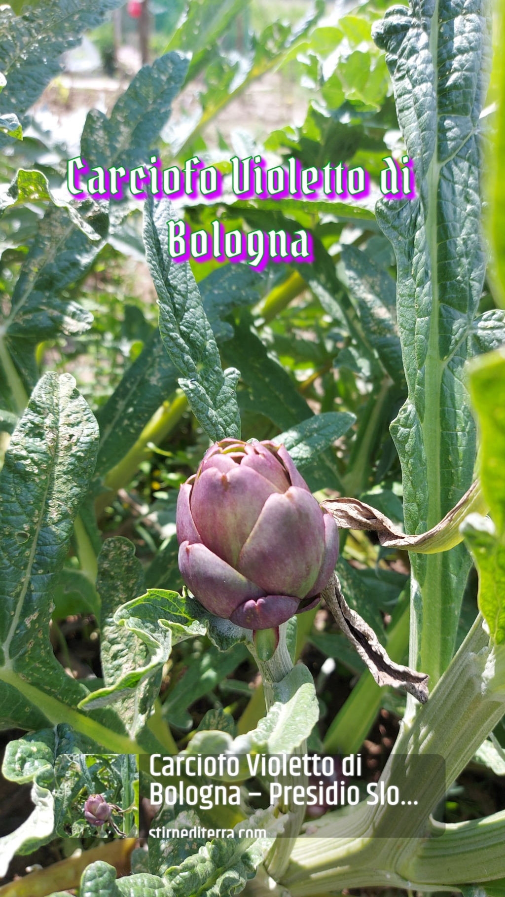 Carciofo Violetto di Bologna – Presidio Slow Food 2023