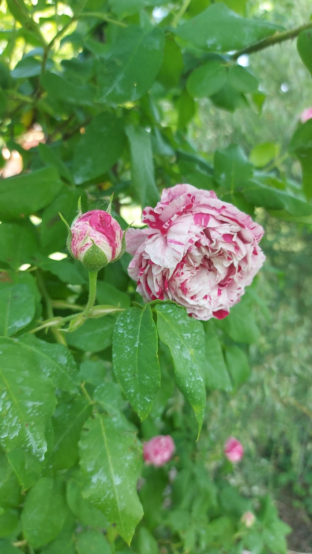 1 Maggio – Le Rose e l’Orto