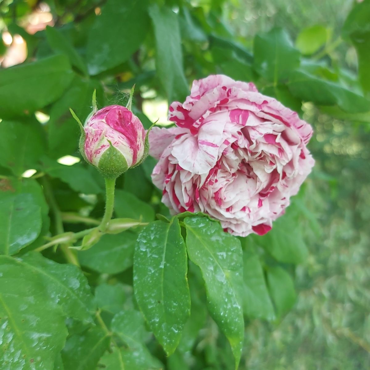 1 Maggio – Le Rose e l’Orto